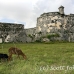goats_fort_hav_h_0139_cub0170.jpg